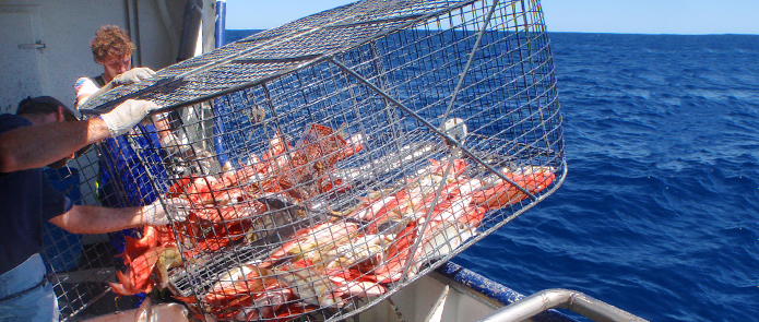 Fish Of Western Australia Chart