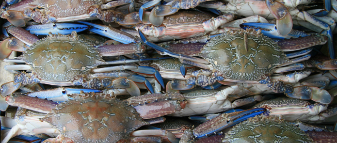 Protecting our South West blue swimmer crab resource