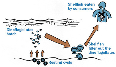 diagram of paralytic shellfish poisoning