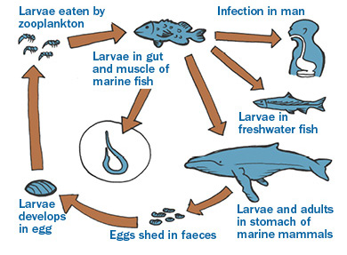 illustration diagram of Anisakis nematode life cycle