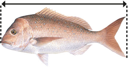 Tropical snappers and sea perch (group) - Western Australian recreational  fishing rules