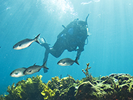 Scuba diver exploring a submerged reef