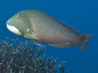 A large baldchin groper swimming above a coral reef