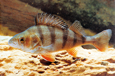Red Fin