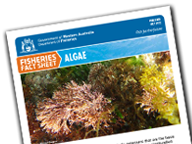 Algae Factsheet