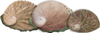abalone illustration