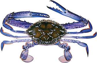 The blue swimmer crab <em>Portunus armatus</em> preys on seagrass seeds. © Dept. of Fisheries, Govt. of West Australia.