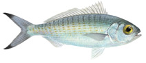 illustration of an australian herring