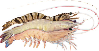 different kinds of prawns
