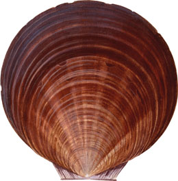 illustration of a scallop