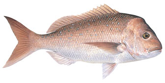 pink snapper illustration