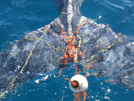 whaletail-lobstergear.jpg