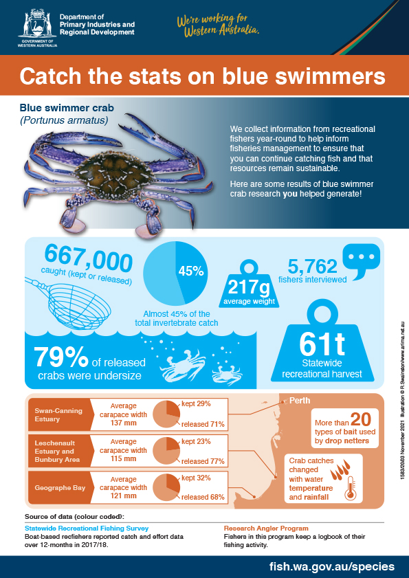 Blue Swimmer Crab season is here: Tips on how to catch them