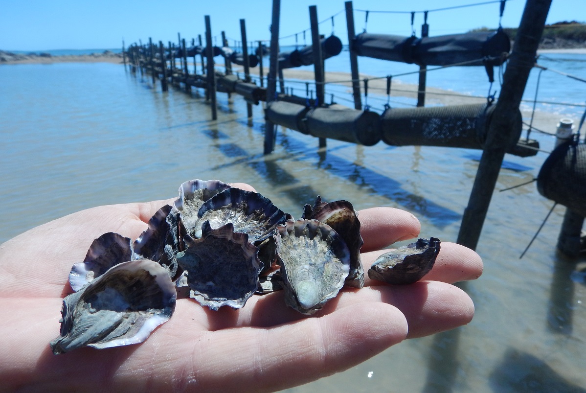 Hillarys Oysters 4.jpg