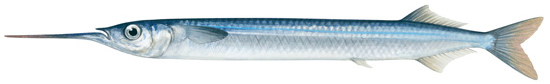 Southern sea garfish.png