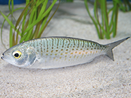 This is a photograph of an Australian herring underwater