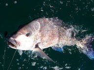 Pink snapper being reeled in