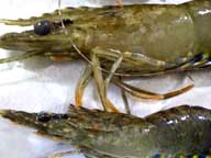 Two prawns showing signs of White Spot Syndrome Virus