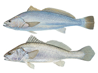 A comparison of a mulloway and black jewfish, showing the different tails