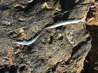 Two garfish on a rock