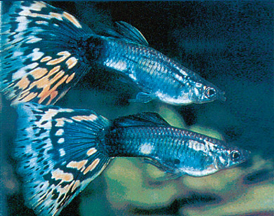 photo of Guppies