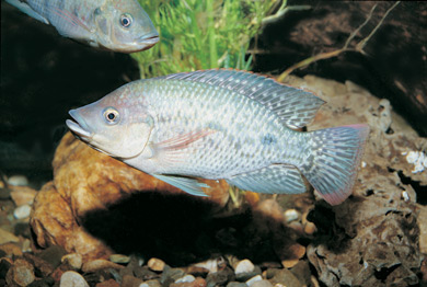 photo of a Tilapia