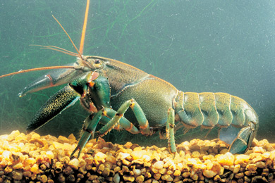 photo of a Yabby