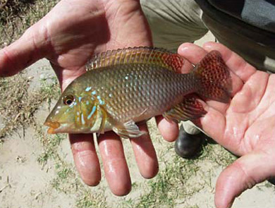 Australian Freshwater Fish Chart