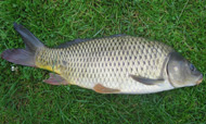 photo of a Common Carp