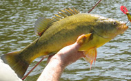 photo of a Golden Perch