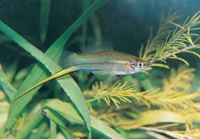 photo of a Swordtails