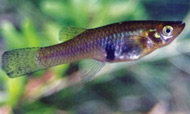 photo of a Mosquitofish