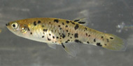 photo of a One-spot livebearer