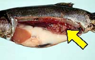 photo of Rainbow trout with mycobacteria lesions