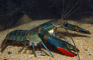 photo of a Redclaw crayfish