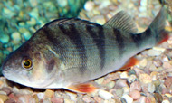 photo of a Redfin Perch