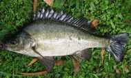 photo of a Silver Perch