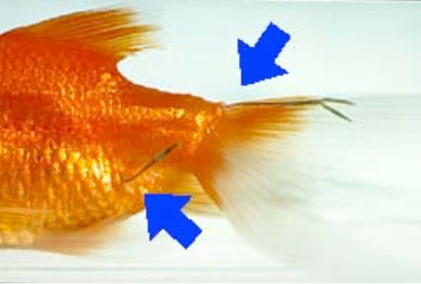 photo of a goldfish with attached learnea 