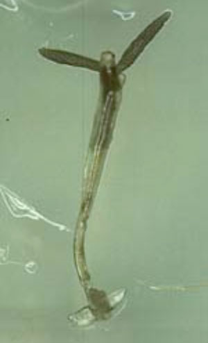 photo of magnified lernaea skin disease