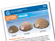 Abalone Factsheet