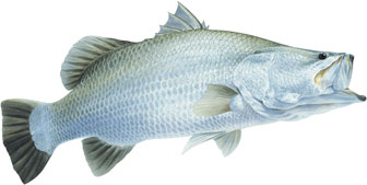 barramundi illustration