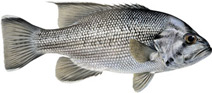illustration of a ​West Australian dhufish