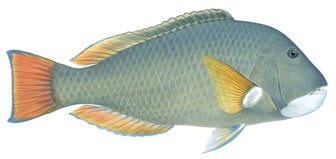 baldchin groper illustration