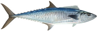 spanish mackerel illustration