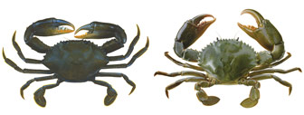 Mud crabs