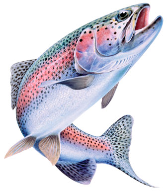 Rainbow trout