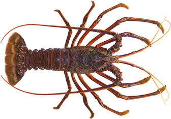 illustration of a western rock lobster