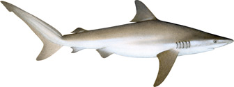 illustration of a shark