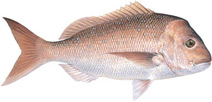 illustration of a Pink snapper​