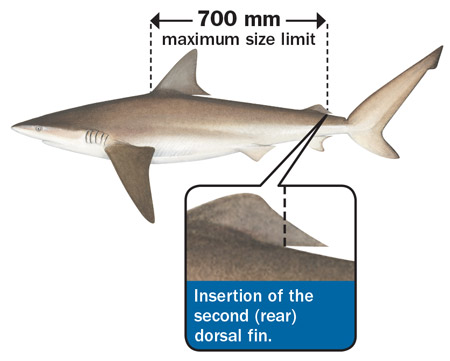 Nurse Shark Size Chart